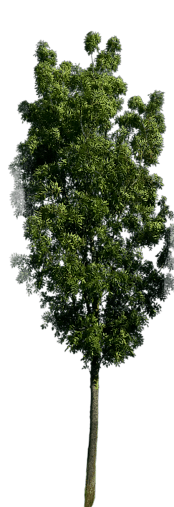 izmir hurda kağıtçı